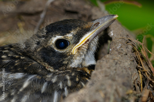 Last two week old juvenile Robin still in the nest just before the first feldge photo