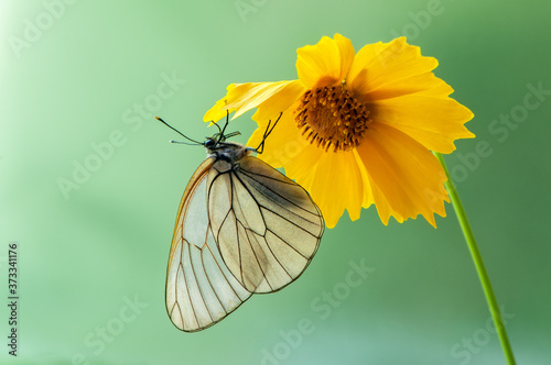 The butterfly Aporia crataegi butterflyrus sits on a summer morning on a yellow flower photo