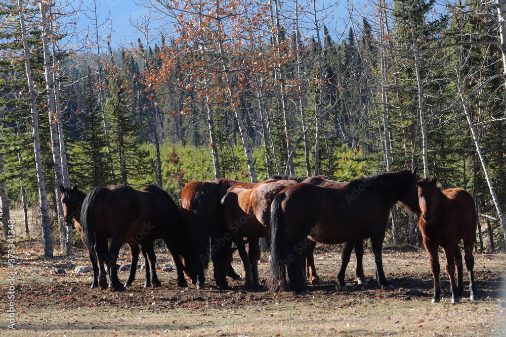 Wildpferdeherde in Kanada