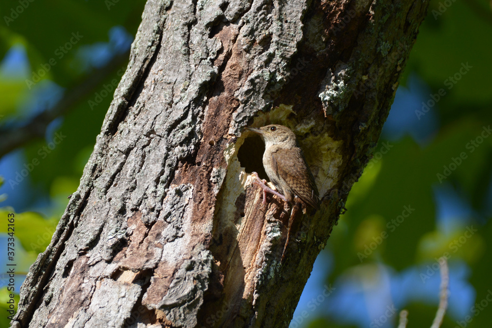 House Wren perched at opening to nest in a tree House Wren perched at opening to nest in a tree