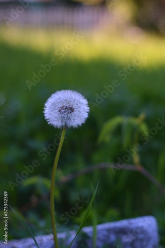 single white dandelion flower on green background