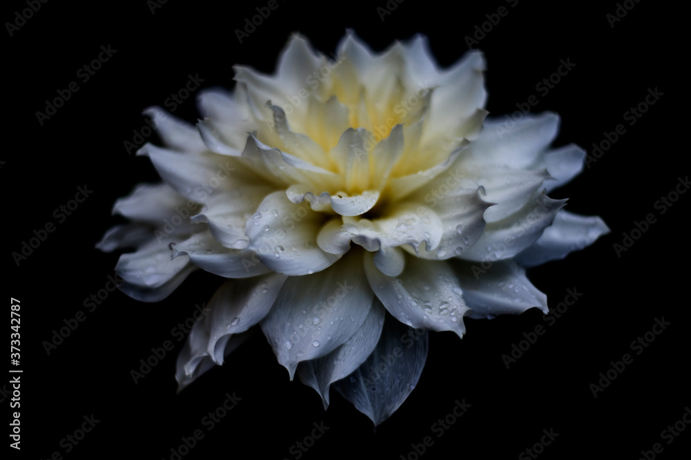 elegant dahlia with drops on petals