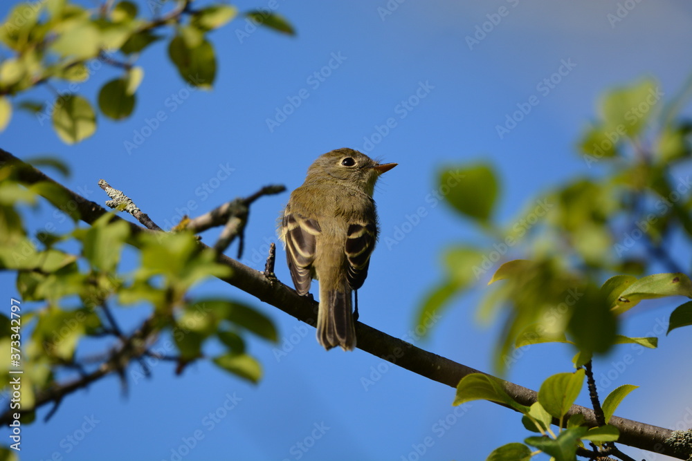 Fototapeta premium Least Flycatcher perched on a branch
