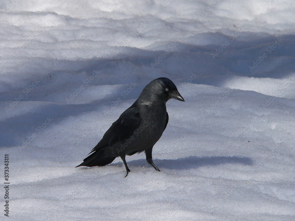 Western jackdaw (Coloeus monedula), also known as the Eurasian jackdaw, the European jackdaw, or simply the jackdaw