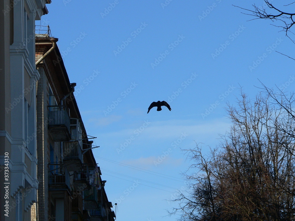 Flock of corvids (Corvidae) captured in Belarus Flock of corvids (Corvidae) captured in Belarus