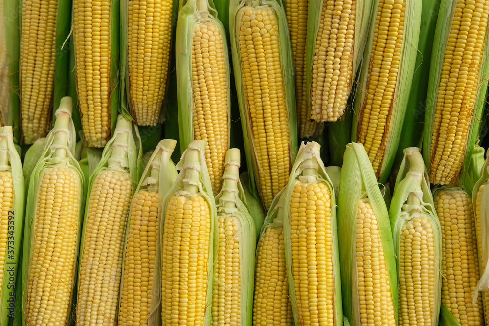 fresh, new season organic corns