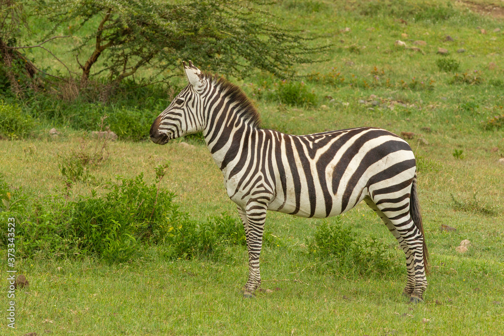 Common Zebra in the Serengeti National Park
Common Zebra in the Serengeti National Park