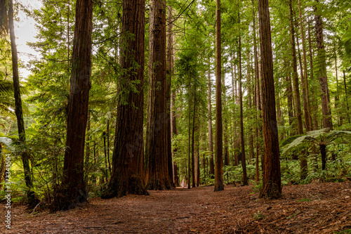 Wallpaper Mural Redwood Forest, Rotorua, New Zealand  Torontodigital.ca