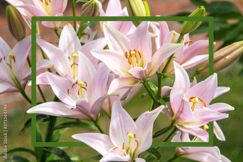 A rectangular frame of green color against the background of pink lilies that make up the composition . Natural Botanical background. Horizontal orientation.