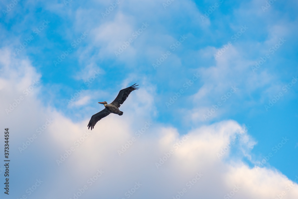 Pelican flying in a blue sky off the coast of the Colombian Pacific Ocean Pelican flying in a blue sky off the coast of the Colombian Pacific Ocean