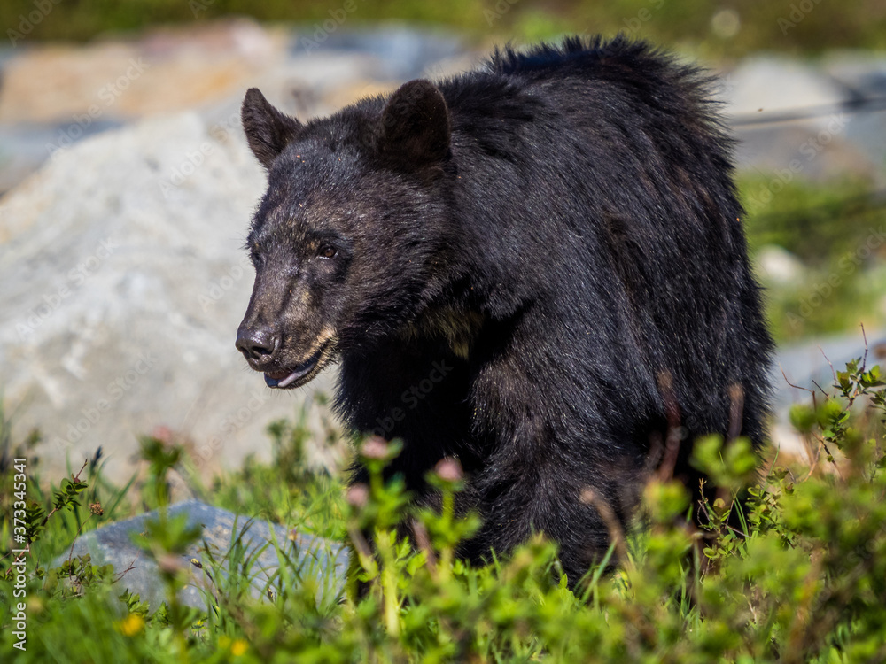 Black bear in Mount Rainier National Park Black bear in Mount Rainier National Park