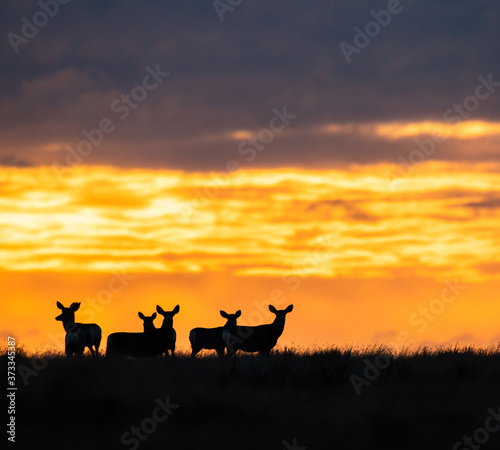 Deer in the sunrise