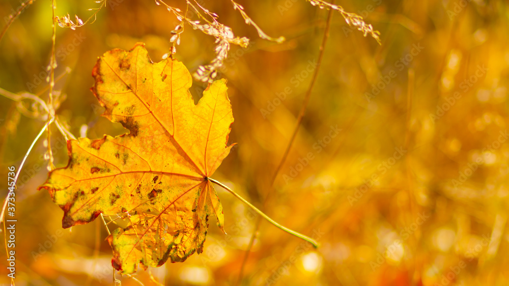 Autumn season leafs. Fallen maple leaves in the forest. Golden maple leaf on blurred yellow background. Autumn concept Autumn season leafs. Fallen maple leaves in the forest. Golden maple leaf on blurred yellow background. Autumn concept