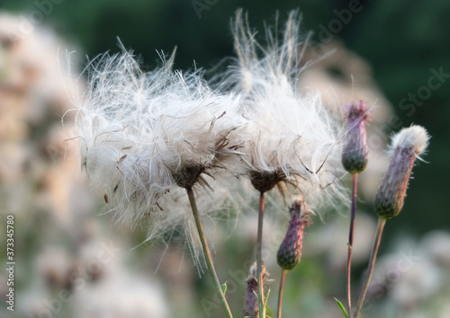 Fluffy seeds of a thistle (Cirsium neterophyllum) in late summer, macro photography, selective focus, blurred background.