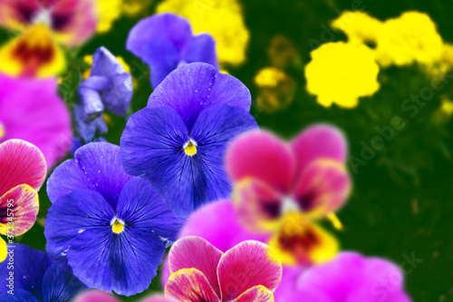 Closeup of colorful pansy flower