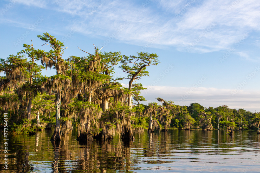 Cypress trees on Blue Cypress Lake, Florida