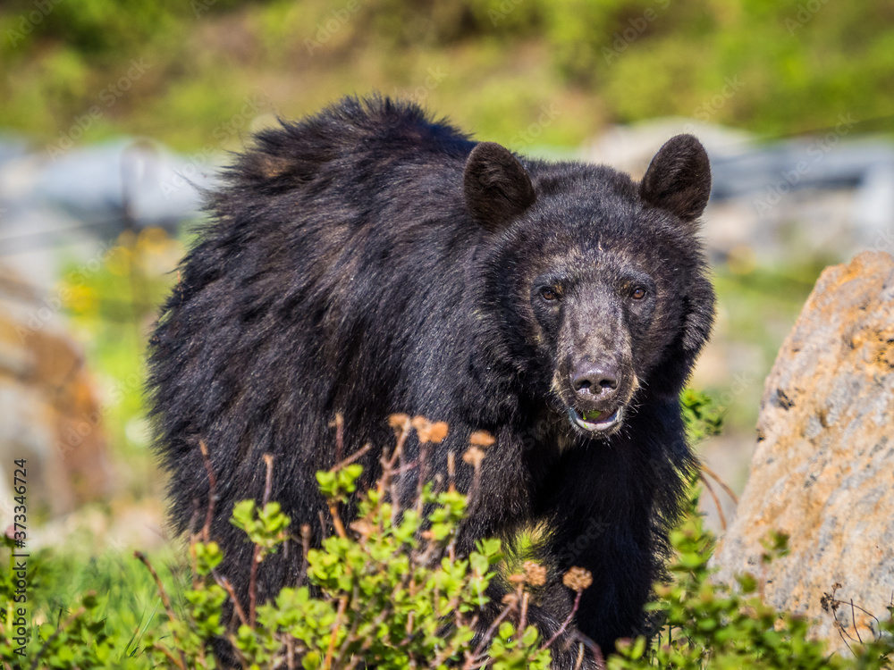 Fototapeta premium Black bear in Mount Rainier National Park