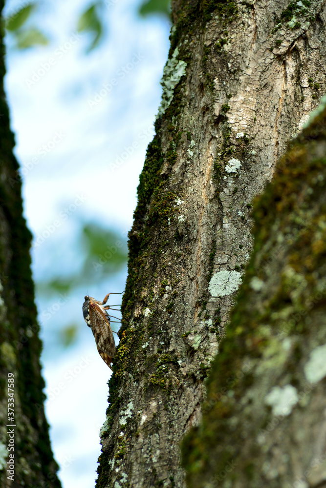 Obraz premium せみ