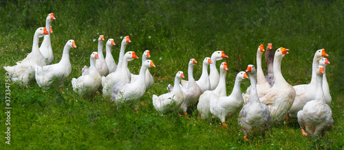 Flock of domestic geese on a green meadow. Summer green rural farm landscape. Geese in the grass, domestic bird, flock of geese, panoramic view