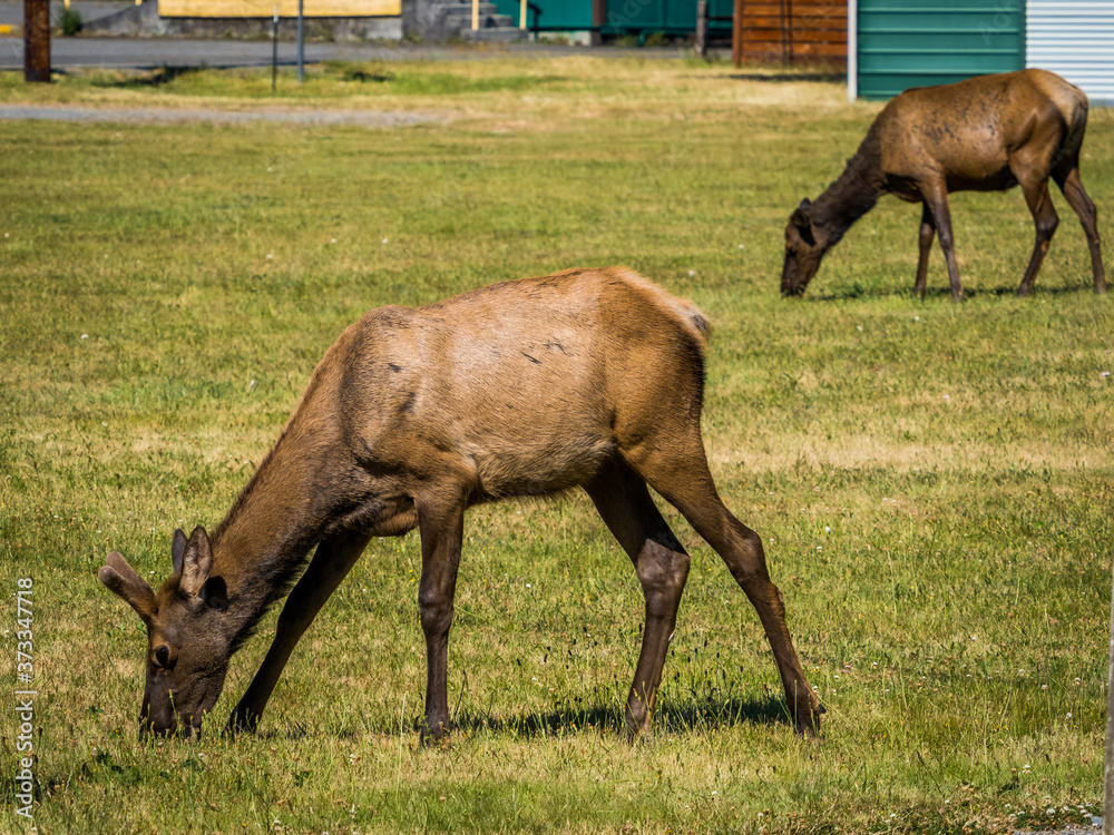 Herd of Roosevelt Elks grazing on a field in a small village in the Cascade mountains