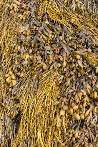 seaweed Covered Rocks at Low Tide