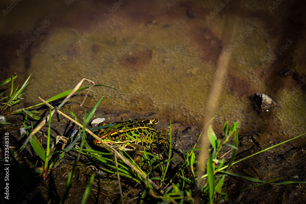 Fototapeta premium frog in a puddle hiding behind some grass
