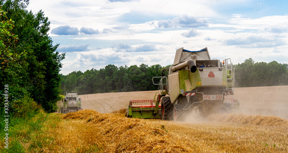 Fototapeta premium Two combine harvesters harvests ripe wheat in the field, background of the forest and sky with clouds. Collecting seeds of cereals with special equipment on the farm. Back view. Banner for site. 