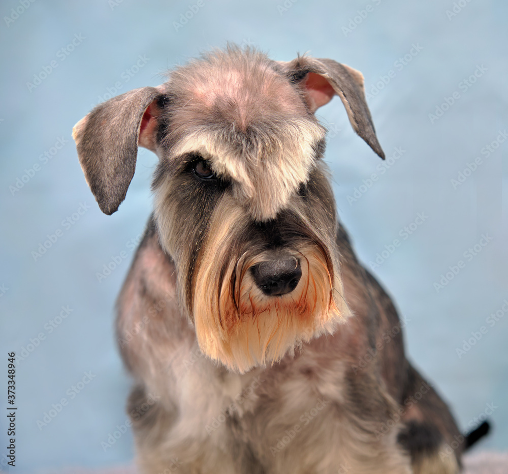 Schnauzer head close up after trimming and grooming in a grooming salon