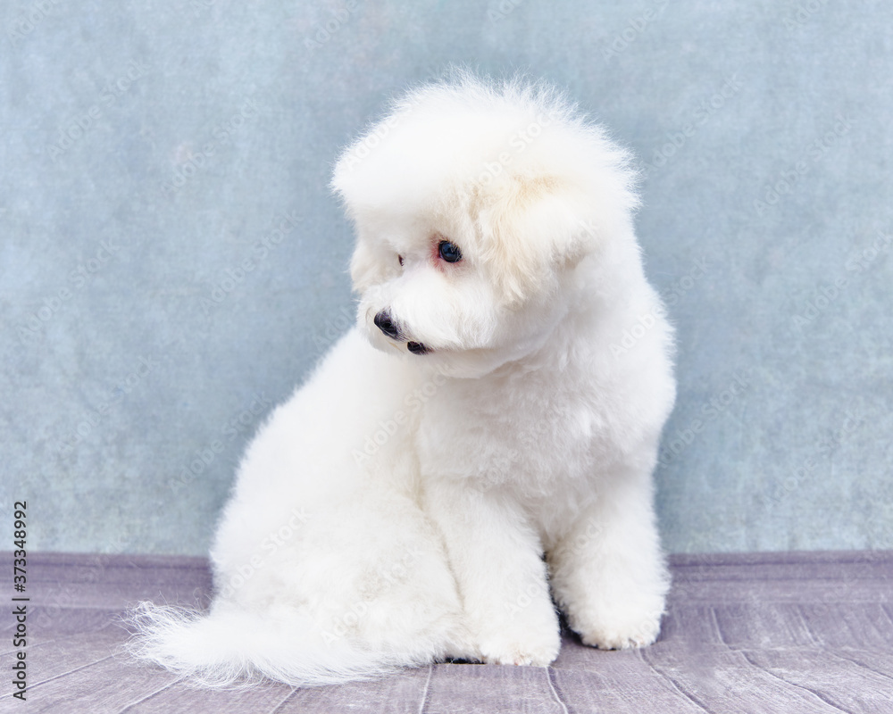 Bichon Frise puppy sitting on a beautiful background after grooming procedures