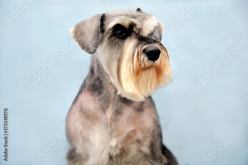 A miniature Schnauzer stands in front of a beautiful background