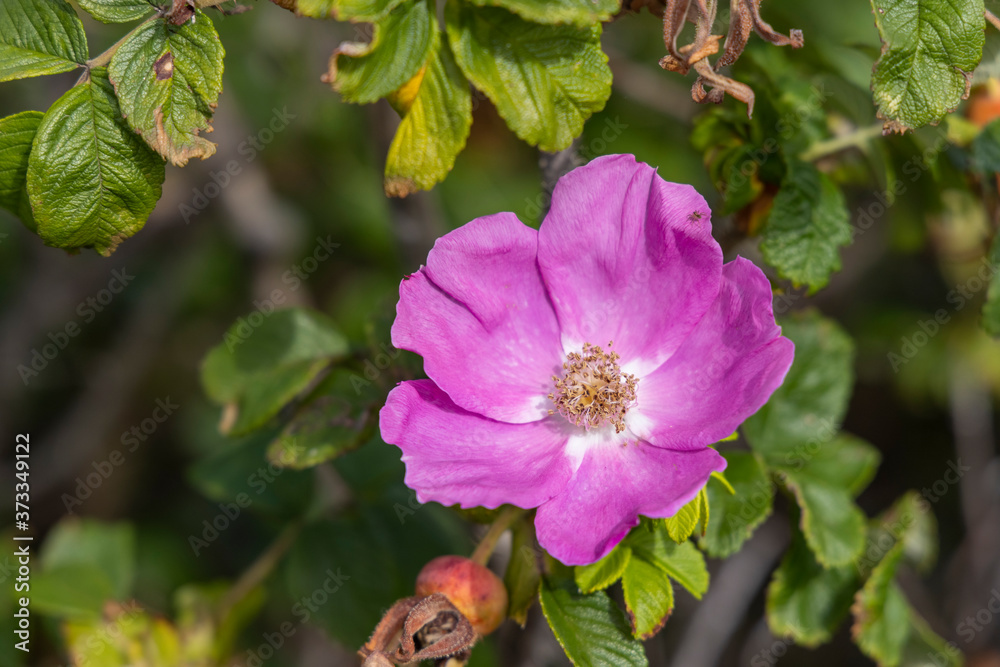 Salt Spray Roses on North Atlantic Coast of Maine Salt Spray Roses on North Atlantic Coast of Maine