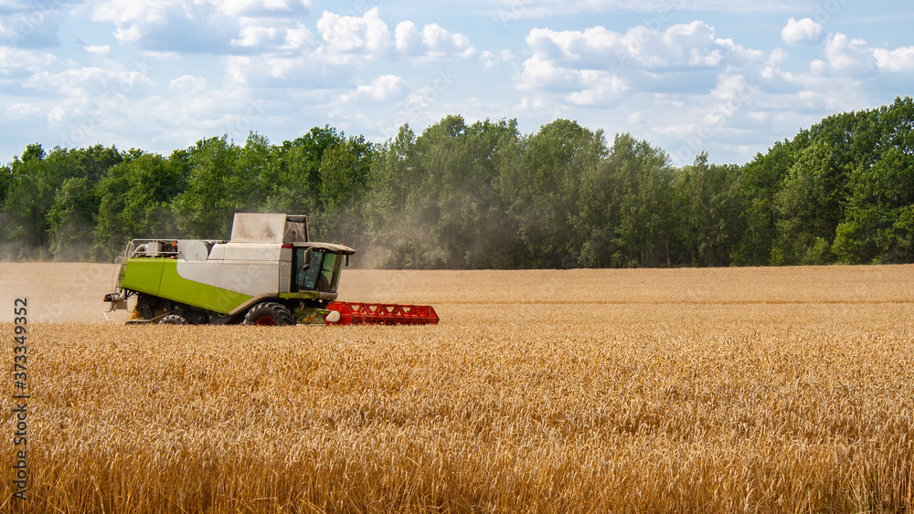 Fototapeta premium Combine harvester harvests ripe wheat in field, against of trees and beauty blue sky with clouds. Procurement of cereal seeds by reaping machine for flour production. View from afar side