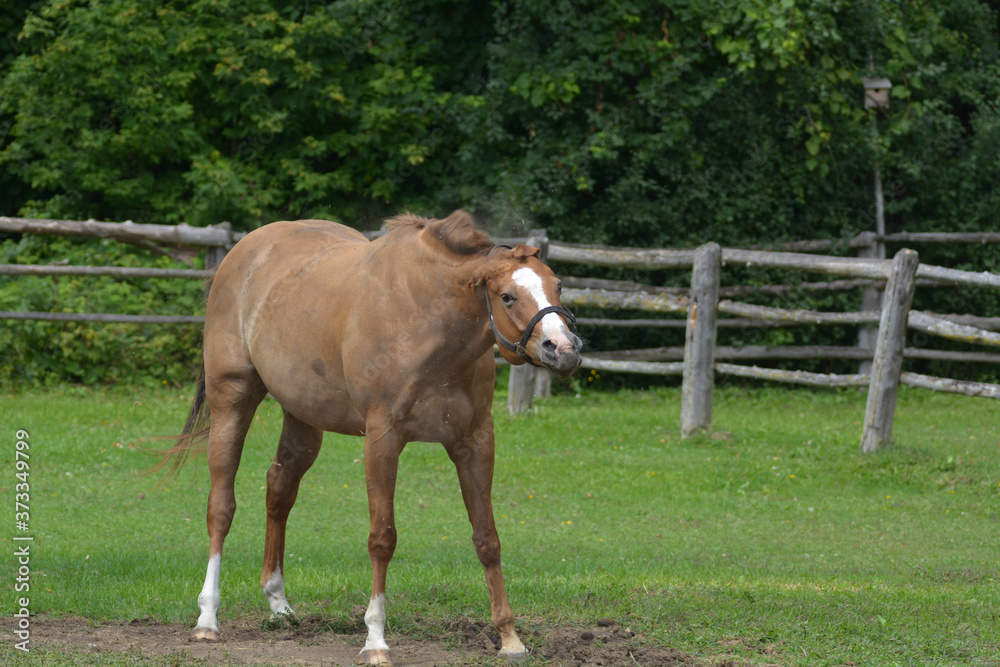 Fototapeta premium Chestnut horse shaking off dirt after rolling