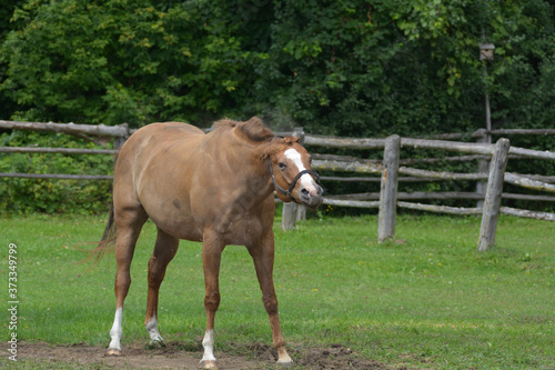 Chestnut horse shaking off dirt after rolling