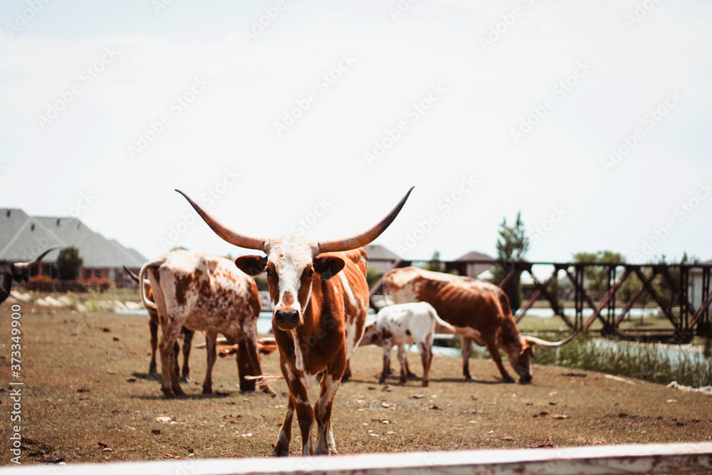 Picture of cattle grazing the property out in the country side Picture of cattle grazing the property out in the country side