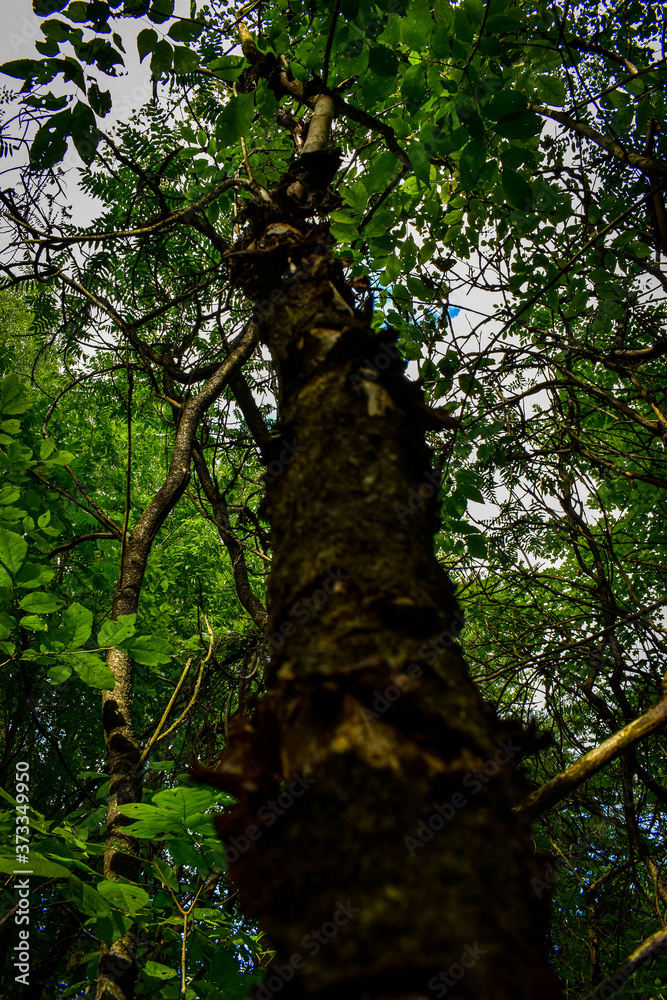 Fototapeta premium tree in the woods