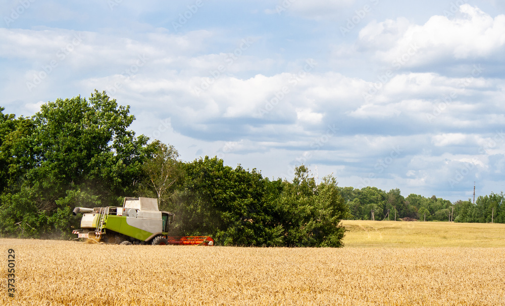 Obraz premium Combine harvester harvests ripe wheat in field with trees and beautiful blue sky with clouds. Reaping machine. Procurement of cereal seeds by combine for flour production. Side view. Banner site