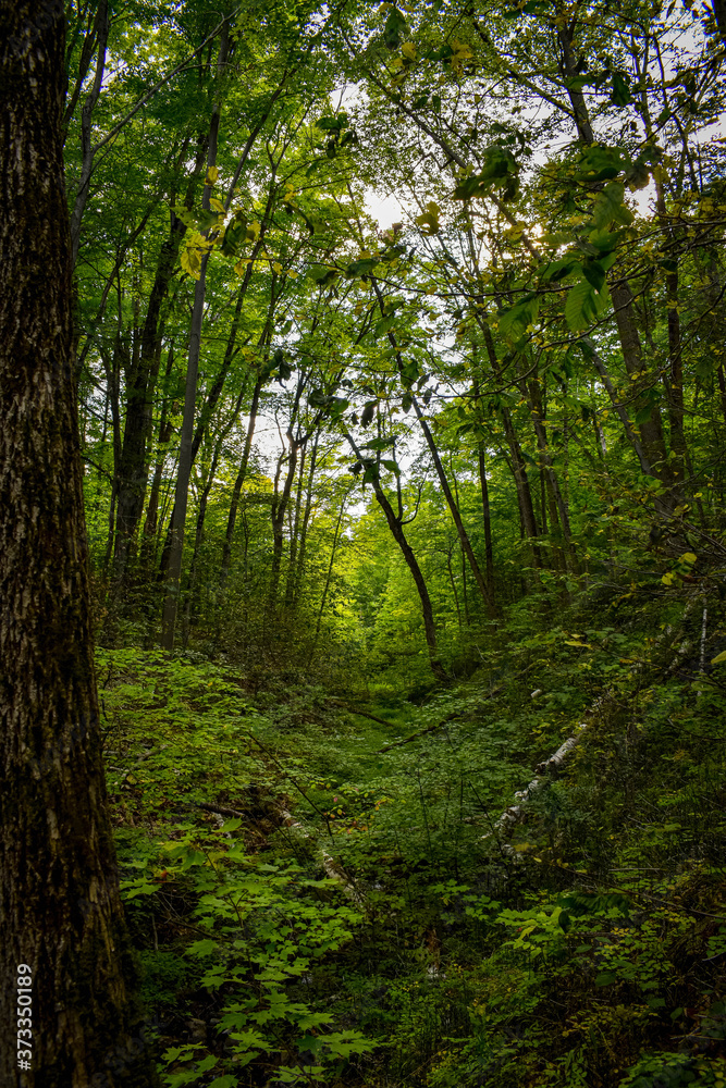 Fototapeta premium forest