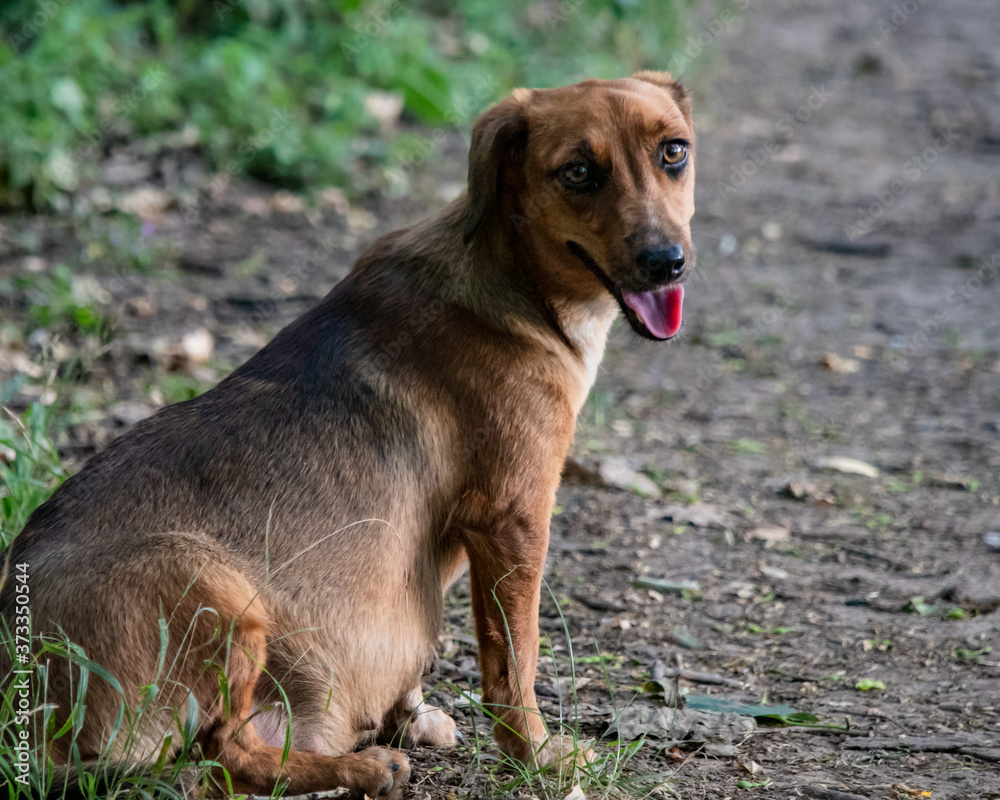 portrait of a brown dog sitting down portrait of a brown dog sitting down