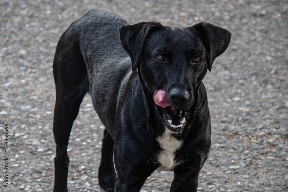 black labrador retriever dog