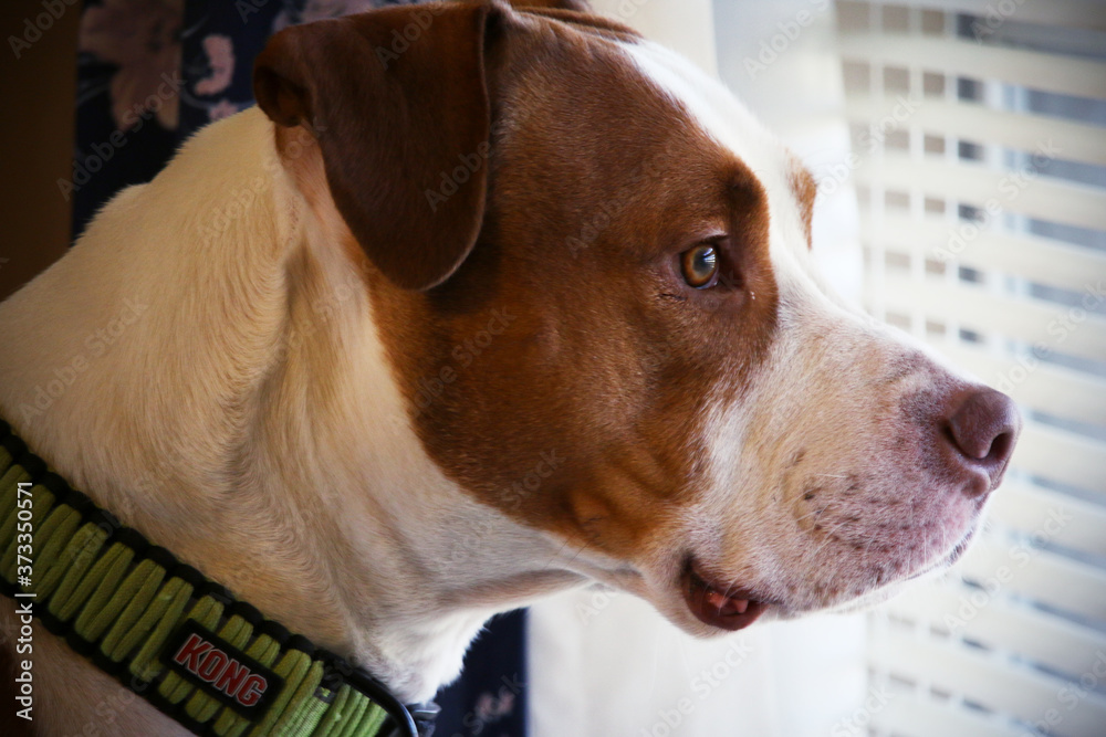 A Pit Bull looking outside the window waiting for his owner to come back home. 