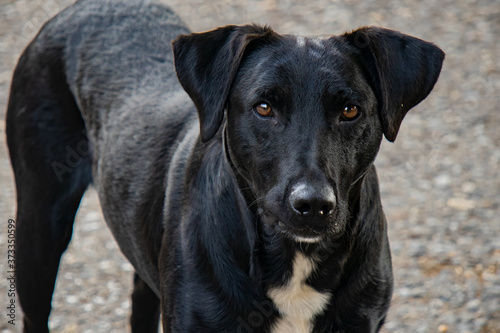 portrait of a black dog © Michael