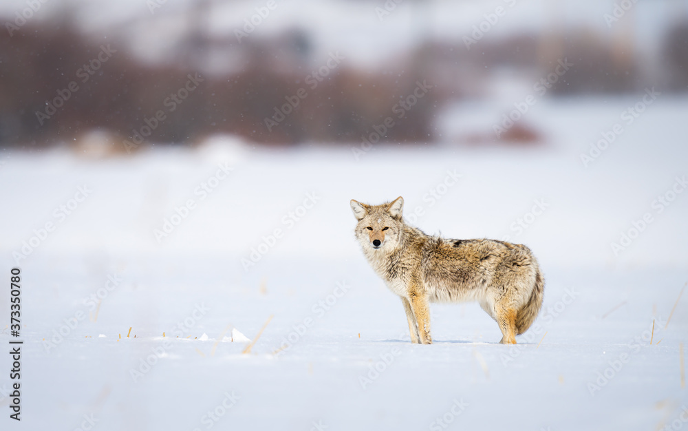 Fototapeta premium Coyote in the wild