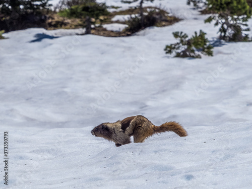Marmot is running on the July snow in Mount Rainier National Park