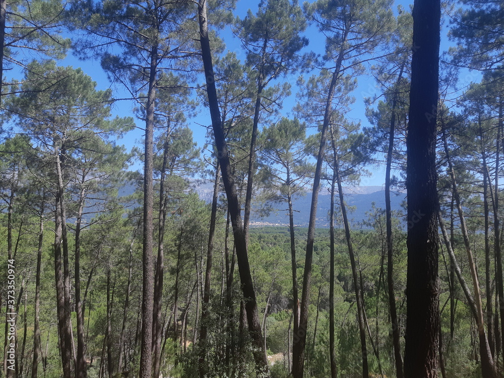 trees in the forest