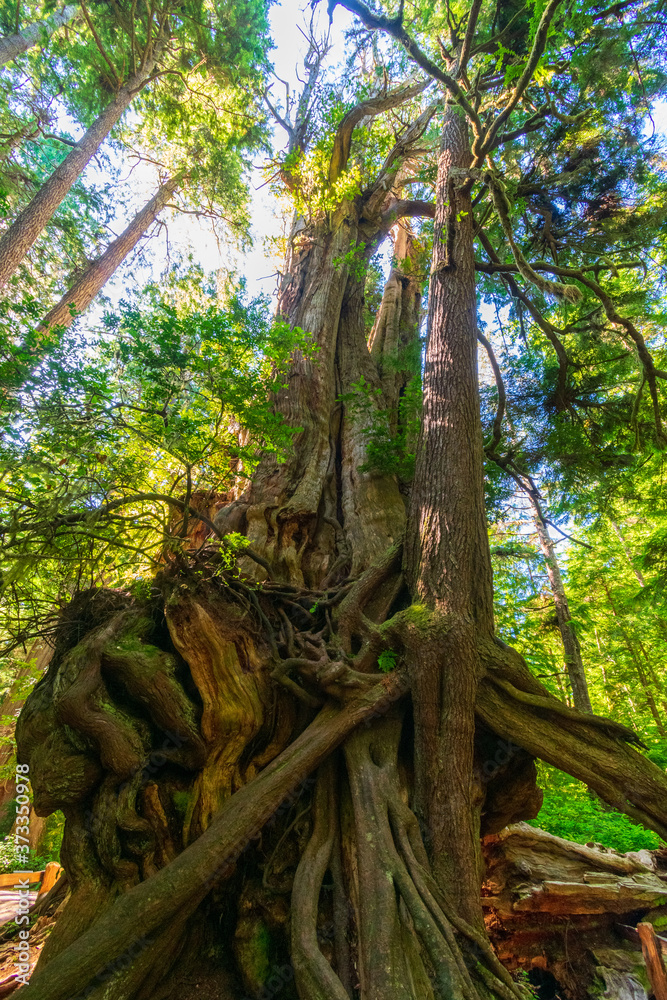 Big Cedar Tree in Olympic National Park