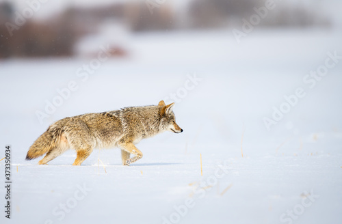 Coyote in the wild