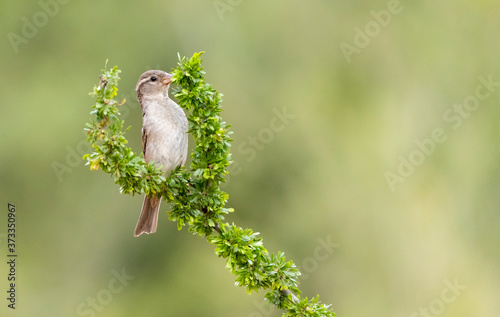 Sparrow in green bush