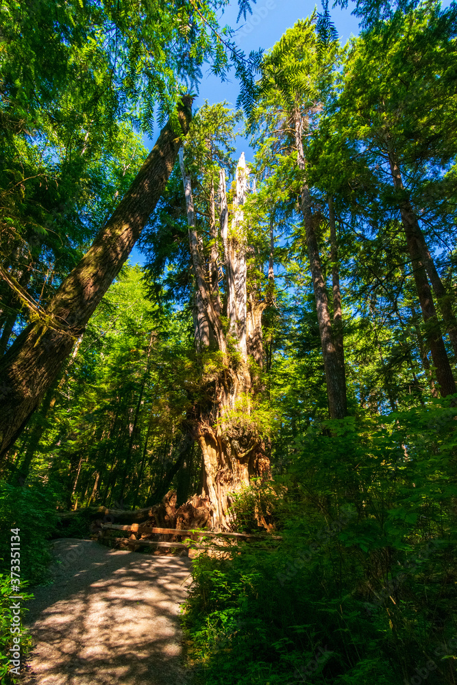 Naklejka premium Big Cedar Tree in Olympic National Park