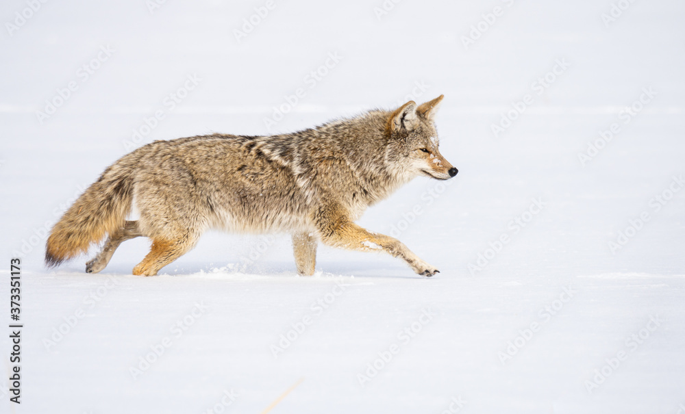 Coyote in the wild Coyote in the wild